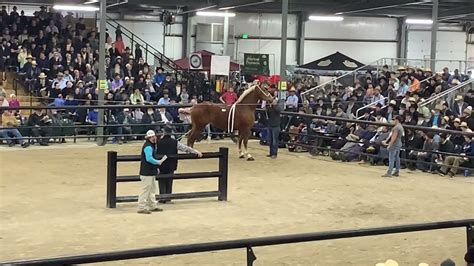 Mules Top 10 average 6,550. . Topeka spring draft horse sale 2023